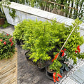 Acer palmatum ‘Aoyagi’ – Rare Green Bark Japanese Maple Tree in #3 Container