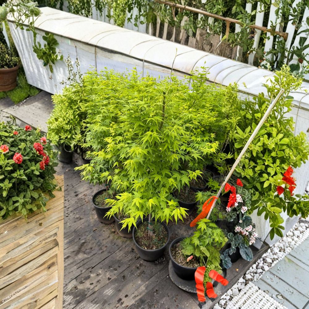 Acer palmatum ‘Aoyagi’ – Rare Green Bark Japanese Maple Tree in #3 Container