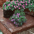 Rhododendron ‘Daphnoides’ Live Evergreen Shrub | Purple Blooming, Cold Hardy #2 Container
