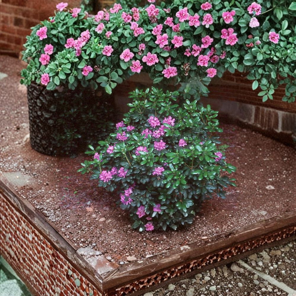 Rhododendron ‘Daphnoides’ Live Evergreen Shrub | Purple Blooming, Cold Hardy #2 Container
