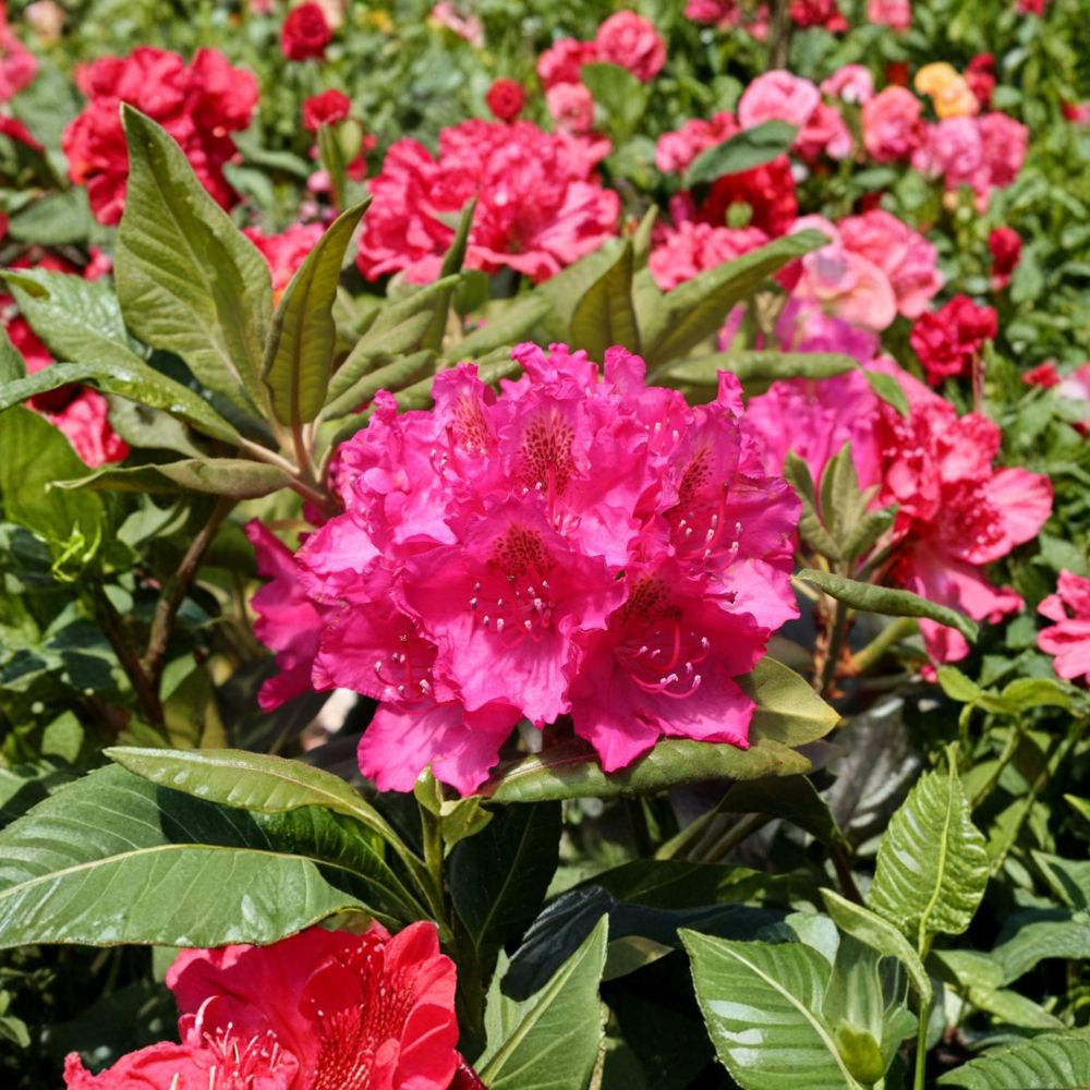 Rhododendron ‘Pearce’s American Beauty’ – Evergreen Shrub with Deep Red Late Season Blooms