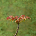 Toona sinensis Fragrant Spring Tree – Edible Chinese Toon Live Plant in 1 Gallon Pot