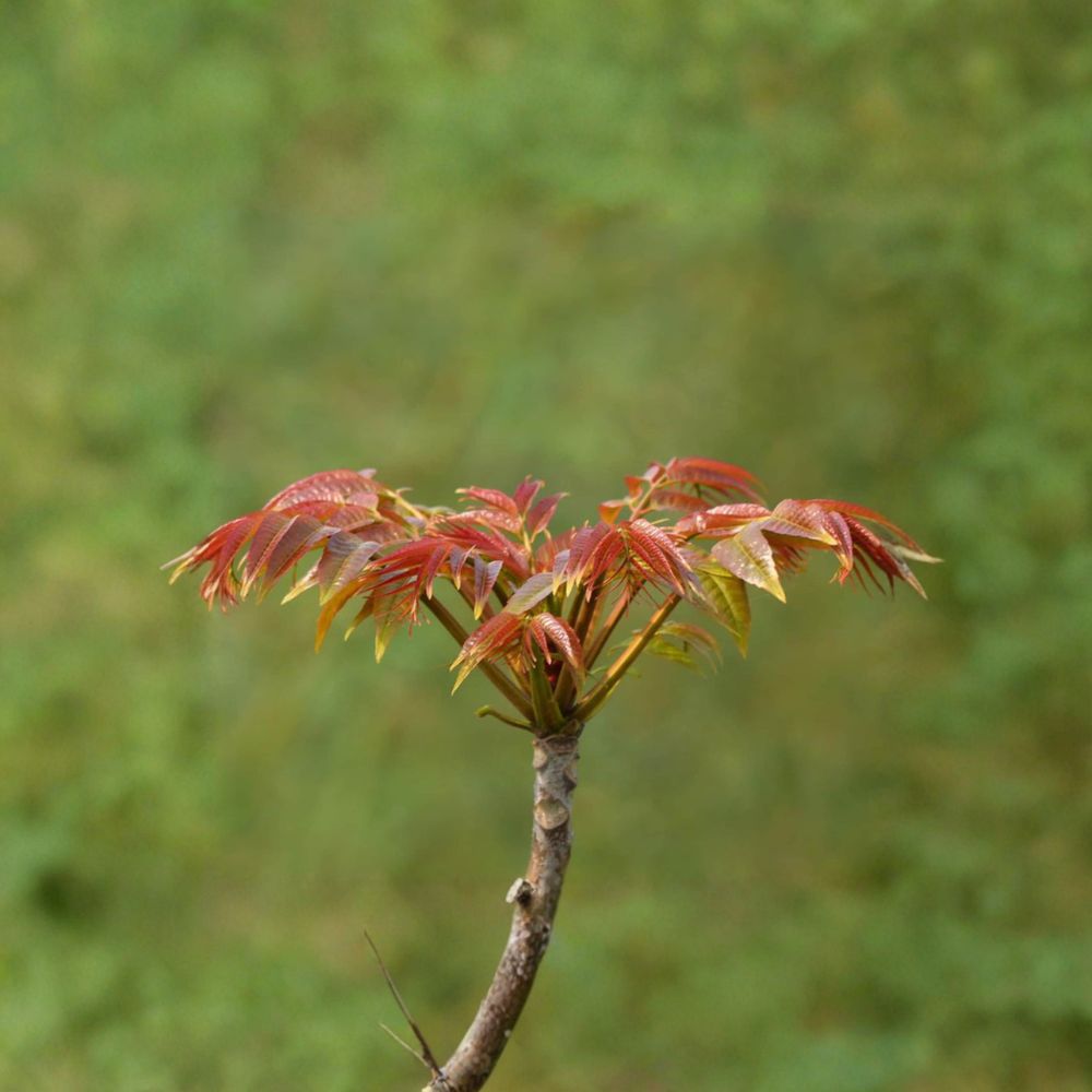 Toona sinensis Fragrant Spring Tree – Edible Chinese Toon Live Plant in 1 Gallon Pot