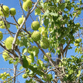 Osage Orange Tree - Native Shade Tree in 1 Gallon Pot | Maclura pomifera
