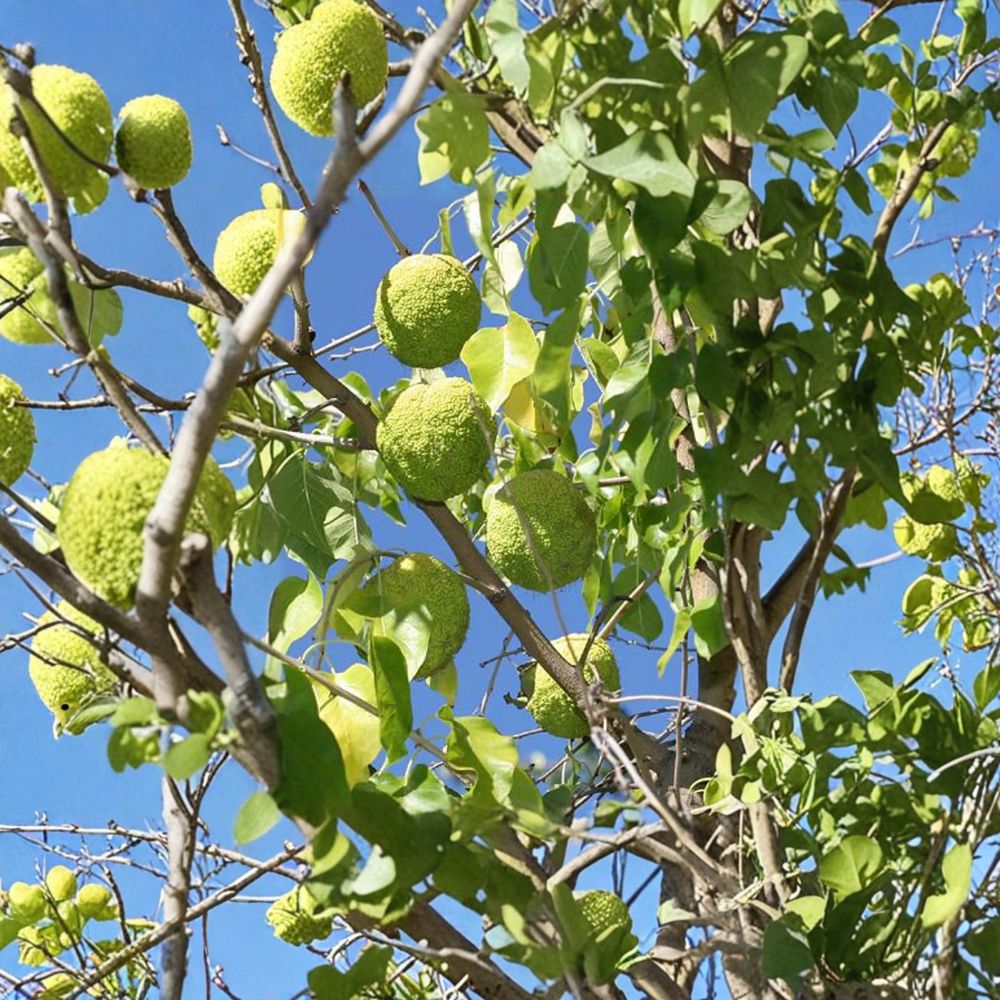 Osage Orange Tree - Native Shade Tree in 1 Gallon Pot | Maclura pomifera