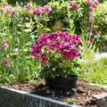 100 Geranium Seeds for Outdoor Gardens & Containers | Easy to Grow Ornamental Flowers