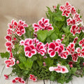 Martha Washington Geranium Seeds – Regal Pelargonium | 25+ Seeds for Patio & Container Flowers