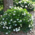 Heirloom Gardenia Cuttings – 10 Live Gardenia jasminoides Cuttings 4–8" | Cape Jasmine White Fragrant Shrub
