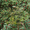 Christmas Carol American Holly - Female Evergreen Ilex opaca with Red Berries | Quart Pot