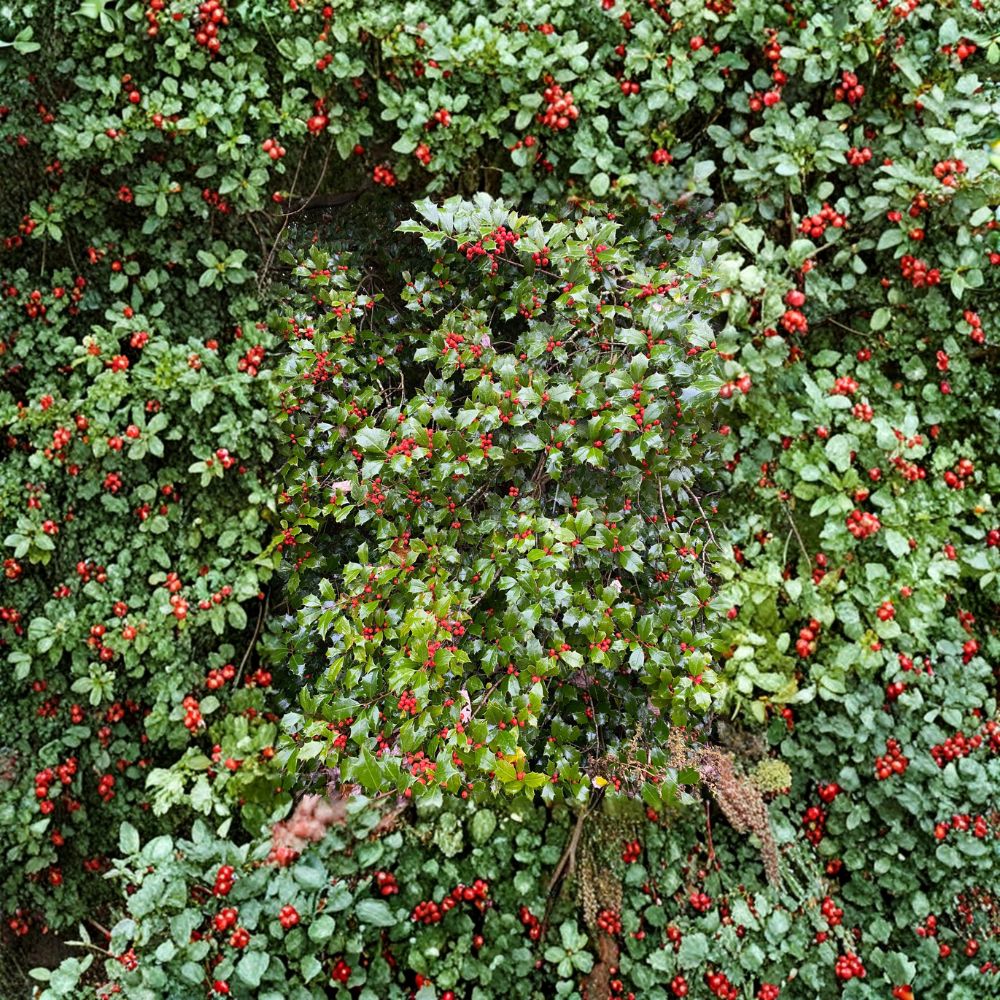 Christmas Carol American Holly - Female Evergreen Ilex opaca with Red Berries | Quart Pot