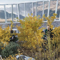 Ginkgo biloba ‘Spring Grove’ – Dwarf Upright Ginkgo Tree with Golden Fall Color