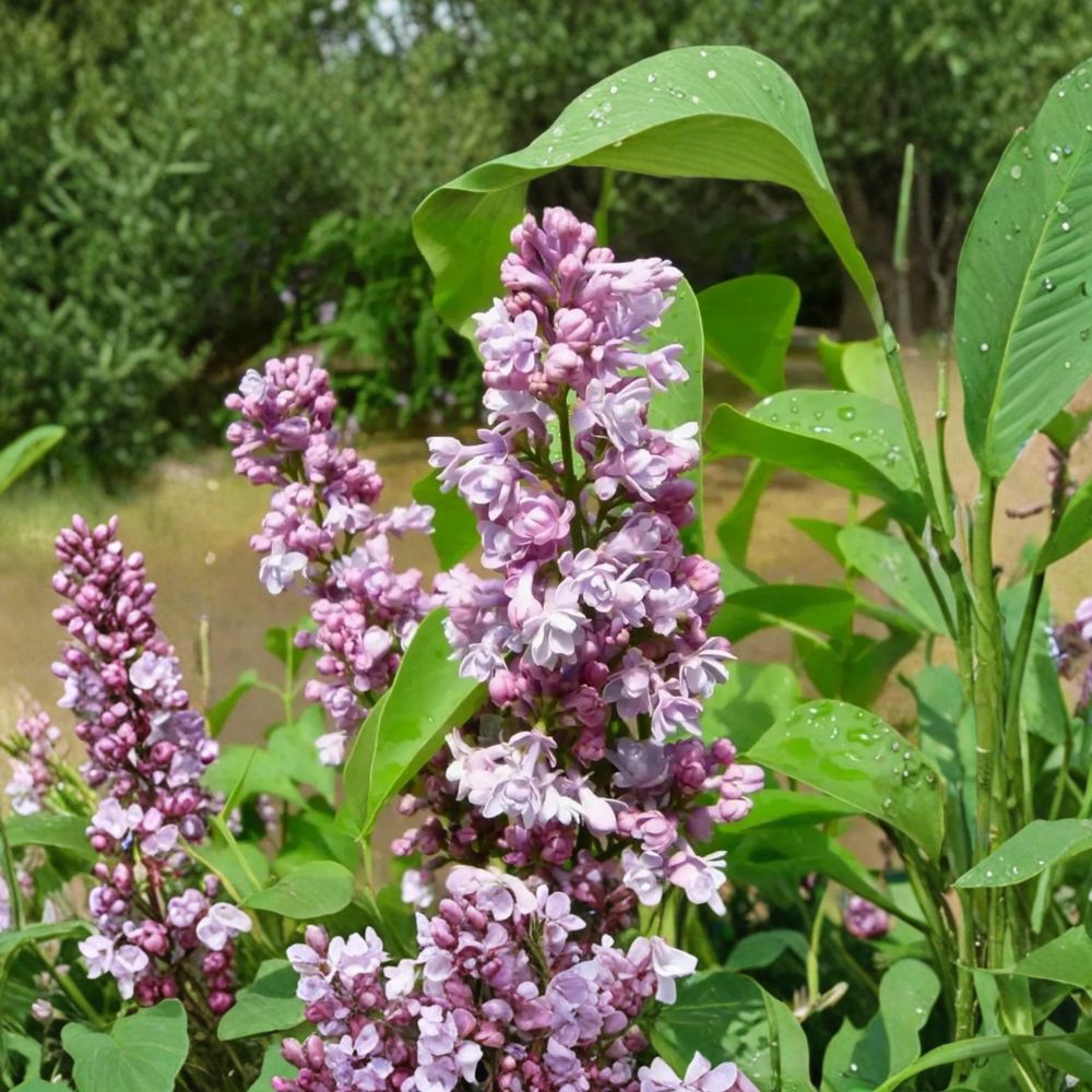 Katherine Havemeyer French Lilac – Syringa vulgaris Live Shrub with Double Pink Fragrant Flowers