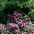 Rhododendron ‘Colonel Coen’ Live Evergreen Shrub with Purple Blooms | Hardy Landscape Rhododendron