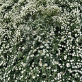 Renaissance Bridal Wreath Spirea - Hardy White Flowering Shrub in 4 Inch Pot