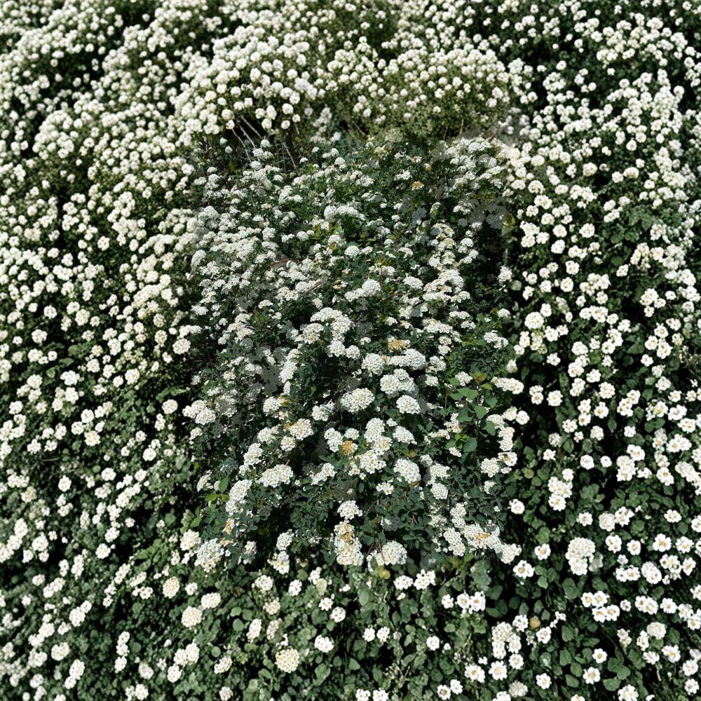 Renaissance Bridal Wreath Spirea - Hardy White Flowering Shrub in 4 Inch Pot