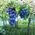 6 Japanese Kyoho Grape Cuttings – Vitis vinifera Live Propagation Cuttings | Giant Sweet Table Grape