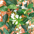 Madagascar Jasmine Seeds – Stephanotis floribunda | 50 Fresh Seeds | Fragrant Climbing Vine