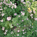 Attar of Roses Geranium Cuttings – Pelargonium capitatum | 4 Live 6 Inch Scented Rose Geranium Cuttings
