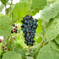 5 Joy Seedless Table Grape Cuttings – Vitis vinifera Live Propagation Cuttings | US Seller