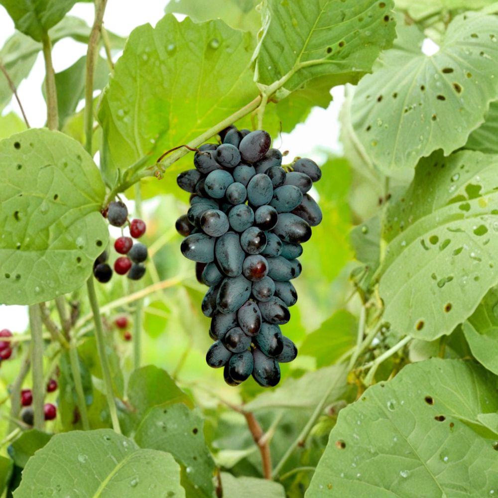 5 Joy Seedless Table Grape Cuttings – Vitis vinifera Live Propagation Cuttings | US Seller