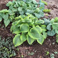 Twin Cities Hosta – Bare Root Giant Hosta with Blue Green Gold Variegated Foliage | 3 Inch Starter Plant