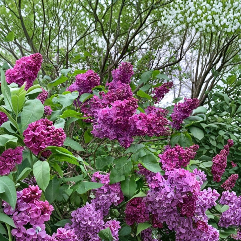 Charles Joly French Lilac - Syringa vulgaris Live Shrub with Double Dark Purple Red Flowers