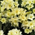 Rhododendron ‘Patty Bee’ Live Evergreen Shrub | Dwarf Yellow Blooming Rhododendron | Cold Hardy Container Grown