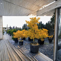 Ginkgo biloba ‘Jade Butterflies’ – Compact Male Ginkgo Tree in 6" Container