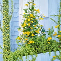 Carolina Jessamine Plants – 25 Live Gelsemium sempervirens Vines in 3.5" Pots