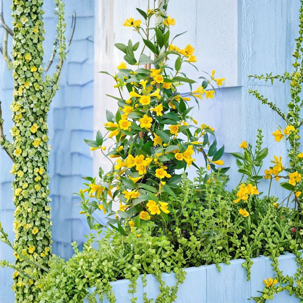 Carolina Jessamine Plants – 25 Live Gelsemium sempervirens Vines in 3.5" Pots
