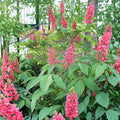Red Buckeye Tree - Native Flowering Shrub in 1 Gallon Pot | Aesculus pavia | Hummingbird Friendly