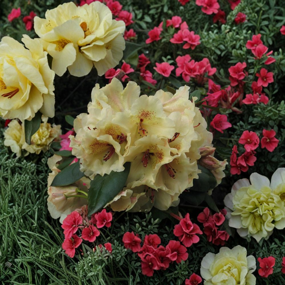 Rhododendron ‘Viscy’ Evergreen Shrub | Yellow Ruffled Blooms with Red Freckles | Compact Hardy Rhododendron 12–15 Inches Wide