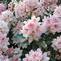 Rhododendron ‘Cunningham’s Blush’ – Evergreen Cold Hardy Shrub with Pale Pink White Blooms