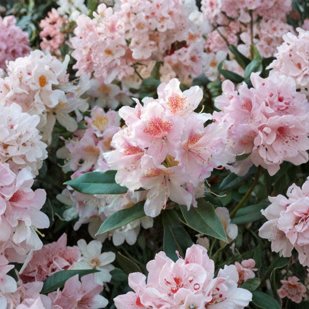 Rhododendron ‘Cunningham’s Blush’ – Evergreen Cold Hardy Shrub with Pale Pink White Blooms