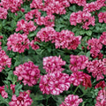 Precision Burgundy Ice Ivy Leaf Geranium Seeds – 25+ Trailing Pelargonium Seeds for Hanging Baskets & Containers