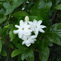 Arabian Jasmine Plant – Jasminum sambac | Live Starter in 4" Pot | Fragrant White Flowers | Indoor & Outdoor