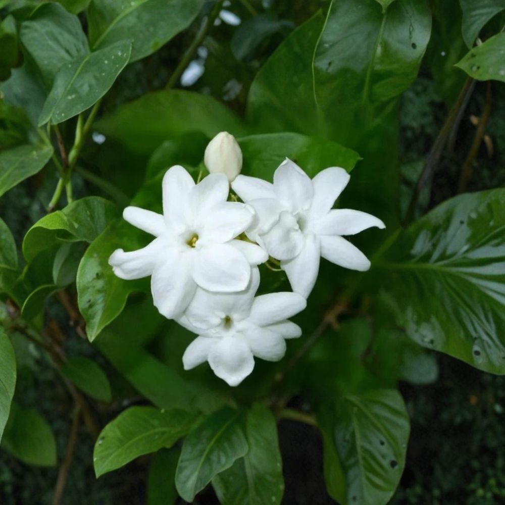 Arabian Jasmine Plant – Jasminum sambac | Live Starter in 4" Pot | Fragrant White Flowers | Indoor & Outdoor