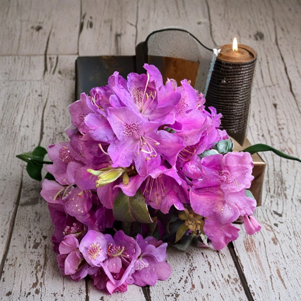 Rhododendron ‘Florence Parks’ Evergreen Shrub | Purple Spring Blooms | Hardy Zones 4-8
