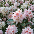 Rhododendron ‘Cunningham’s Blush’ Live Evergreen Shrub | White Pink & Gold Blooming | Hardy Landscape Plant