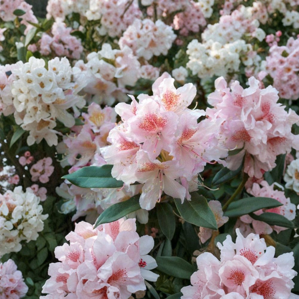 Rhododendron ‘Cunningham’s Blush’ Live Evergreen Shrub | White Pink & Gold Blooming | Hardy Landscape Plant