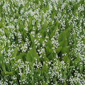 Lily of the Valley – 20 Live Bare Root Plants | Fragrant White Spring Flowers | Convallaria majalis Groundcover