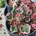 Ice Queen Geranium Seeds – Pelargonium Zonal | 25+ Seeds | White & Pink Blooms | Easy to Grow Garden Flowers
