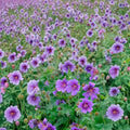 Himalayan Cranesbill Geranium Seeds – 25+ Hardy Perennial Blue Purple Flowers