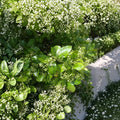 Manhattan Euonymus – Evergreen Shrub in 3 Gallon Pot | Euonymus kiautschovicus Privacy Hedge