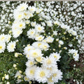 2-Pack White Mum Plants | Chrysanthemum Perennial Flowers in Nursery Pots