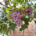 Reliance Seedless Table Grape Plant – Bare Root Red Grape Vine | Cold Hardy Seedless Grapes | US Seller