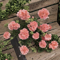 Coral Zonal Geranium Cuttings – Pelargonium | 10 Live Stem Cuttings | Bright Coral Pink Blooms