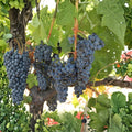 Cabernet Sauvignon Grape Plant – Vitis vinifera Live Vine in Nursery Pot