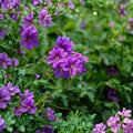 Geranium ‘Kashmir Purple’ – 3 Bare Root Hardy Cranesbill Perennial Plants
