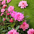 Rhododendron ‘Queen Alice’ Live Evergreen Shrub | Bright Pink Blooming, Cold Hardy Landscape Plant